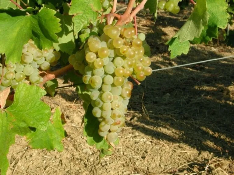 Uva Timorasso