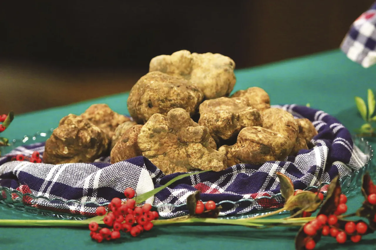 National White Truffle Fair